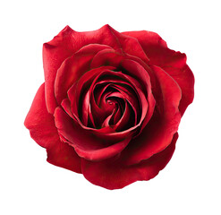 Close-up of a vibrant crimson rose, perfectly centered against a black background.  Deep red petals form a full, symmetrical bloom, with visible detail in the delicate, inner layers.  