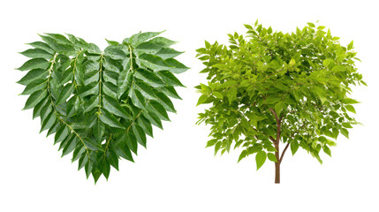 Fototapeta premium Neem Tree and Peepal Tree Side by Side with Heart-Shaped Leaves on Transparent Background