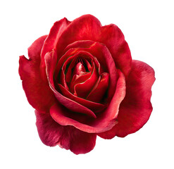 Close-up of a vibrant crimson rose (3)