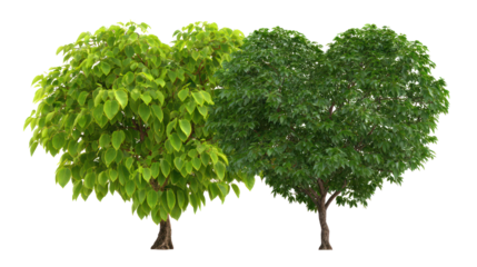 Neem Tree and Peepal Tree Side by Side with Heart-Shaped Leaves on Transparent Background