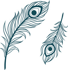 Peacock fan  vector 
