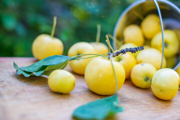 Small yellow apples fell out of the bucket. High quality photo