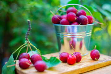 Small red apples in a bucket. High quality photo