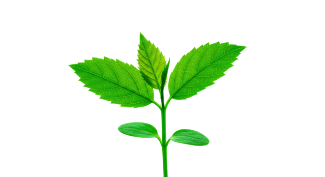 Vibrant green plant sprout young leaves growth nature ecology