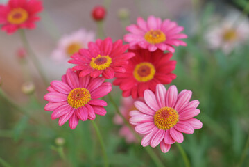 A group of vibrant pink and red daisy-like flowers with bright yellow centers bloom in a garden, with water droplets on their petals visible up close.
