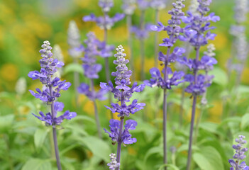 A close-up of a vibrant blue salvia flower spike, showcasing its delicate individual blossoms and fuzzy texture, against a softly blurred green and purple background.
