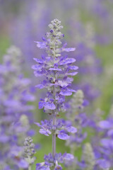 Obraz premium A close-up of a vibrant blue salvia flower spike, showcasing its delicate individual blossoms and fuzzy texture, against a softly blurred green and purple background.