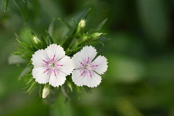 A small cluster of delicate pink and white dianthus flowers with fringed petals blooms against a soft, dark green background, highlighting their intricate details.