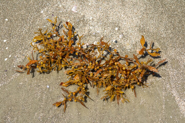 Small piece of Sargassum seaweed washed up on Sunset Beach