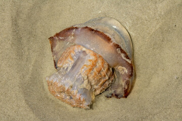 A cannonball jellyfish washed up on Sunset Beach