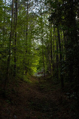 Fototapeta premium A dried creek with trees looming over the clearing