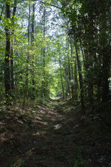 A dried creek with trees looming over the clearing