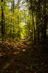 A dried creek with trees looming over the clearing