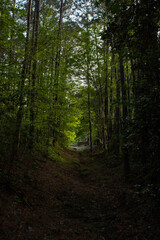 Fototapeta premium A dried creek with trees looming over the clearing