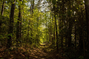 Obraz premium A dried creek with trees looming over the clearing