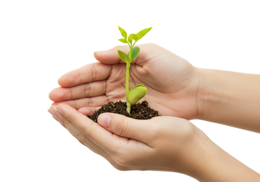 Seedling in hands growth nature and new beginnings