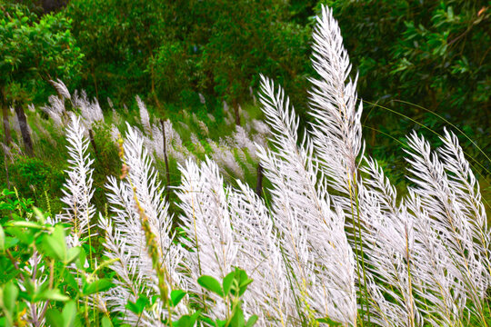 Saccharum spontaneum but bagnoli name kash or kashful flower 