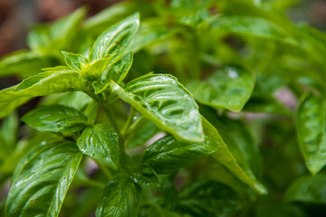 Fresh basil growing in a home garden, showcasing vibrant green leaves and natural texture.