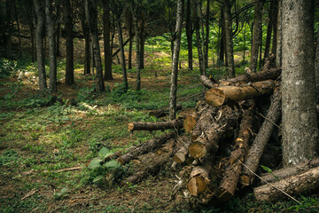 Bosque en Xalapa