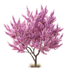 Pink cherry blossom tree with multiple purple flowers on transparent background
