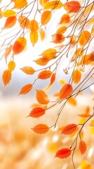 Delicate orange autumn leaves on thin branches glowing in backlight against soft white background, bright fall banner with copy space for natural themes