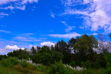 summer landscape with blue sky