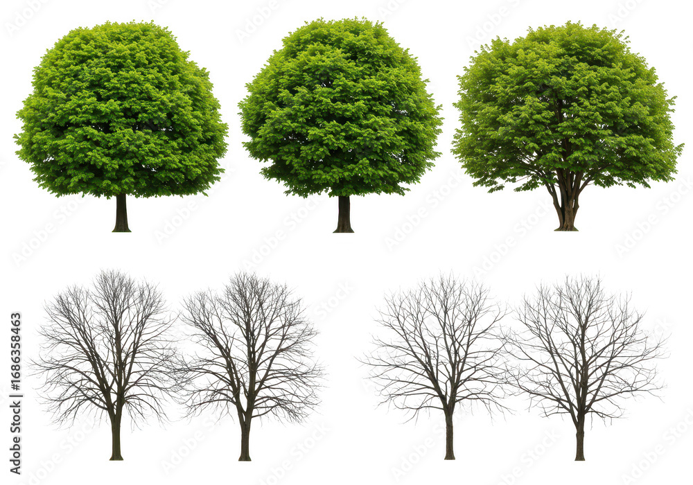 Poster collection of deciduous and bare trees isolated on transparent background