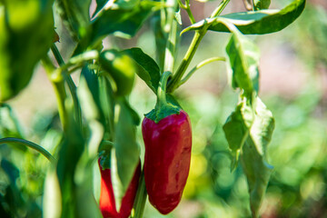 Ripe red bell pepper growing on the stalk in a home garden.