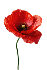 Obraz premium Close-up of a vibrant red poppy