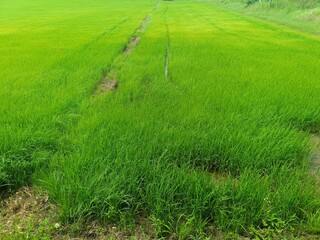 rice field in thailand