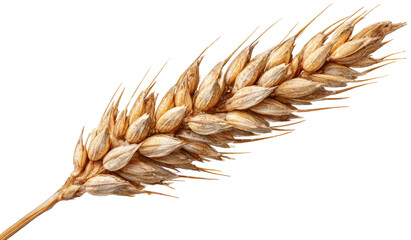 Close-up of a single wheat ear (1)
