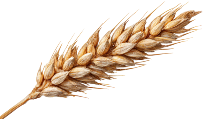 Close-up of a single wheat ear (1)