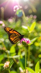 Fototapeta premium Monarch butterfly on flower, sunlit meadow