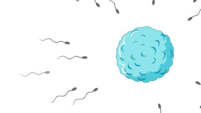 Human Sperm Approaching and Fertilizing Egg Cell Animation Sequence