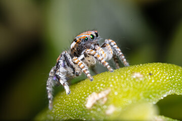 Tasmanian Peacock Spider Maratus tasmanicus