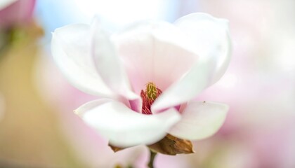 A close-up view of a delicate, white magnolia flower, showcasing its soft petals and vibrant center.