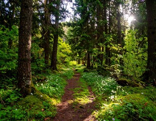 Obraz premium Sunlit forest path through springtime wildflowers