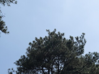 a beautiful tree in the forest and mountain. tree in the morning