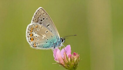 Obraz premium Butterfly on pink flower