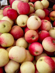 Lots of ripe fresh apples as a health background texture header.