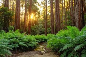 Beautiful landscape dense forest tall trees ferns are Hiking trails through giant