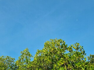 Background view of blue sky with mangrove trees copy space in Indonesia