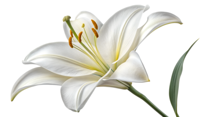 Elegant studio shot of a pristine white lily bloom featuring delicate petals for a modern and stylish aesthetic.