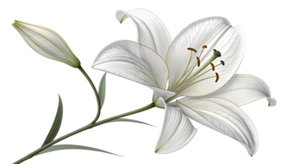 Elegant close up of a delicate white lily flower with detailed lines and a budding bloom on a stem isolated on transparent background.