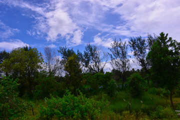 Fototapeta premium clouds over the forest
