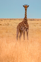 Giraffe walking in yellow grass on the Ethosa national park, Namibia