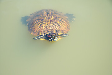 ミシシッピアカミミガメ