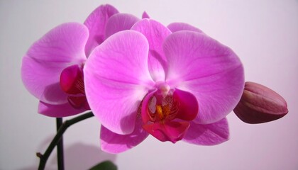 Obraz premium Close-up of vibrant pink orchid