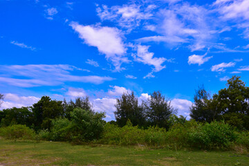 blue sky and green grass