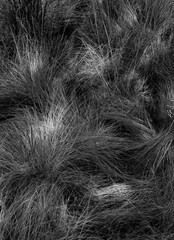 735-56 Dropseed Highlights